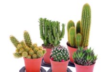 Caratteristiche e metodi per curare le piante grasse 79 0 Piante grasse